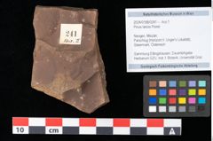 Foto (Objekt + Etikett) von Pinus laricio Poiret (NHMW-GEO-2024-0188-0241)
